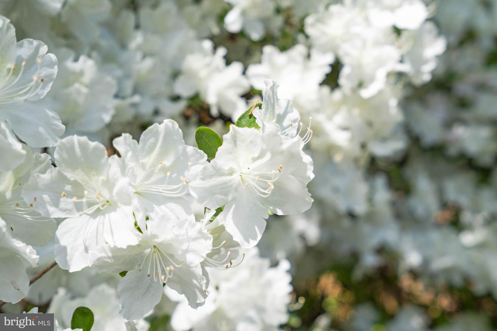 Real estate listing preview #75