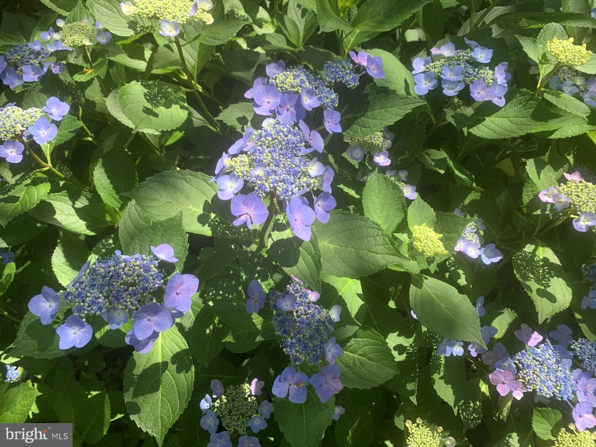 Real estate listing preview #6