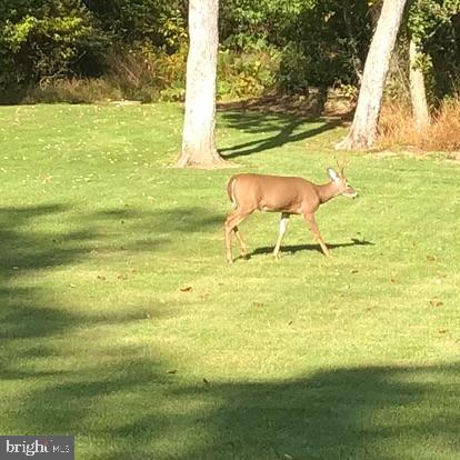 Real estate listing preview #146