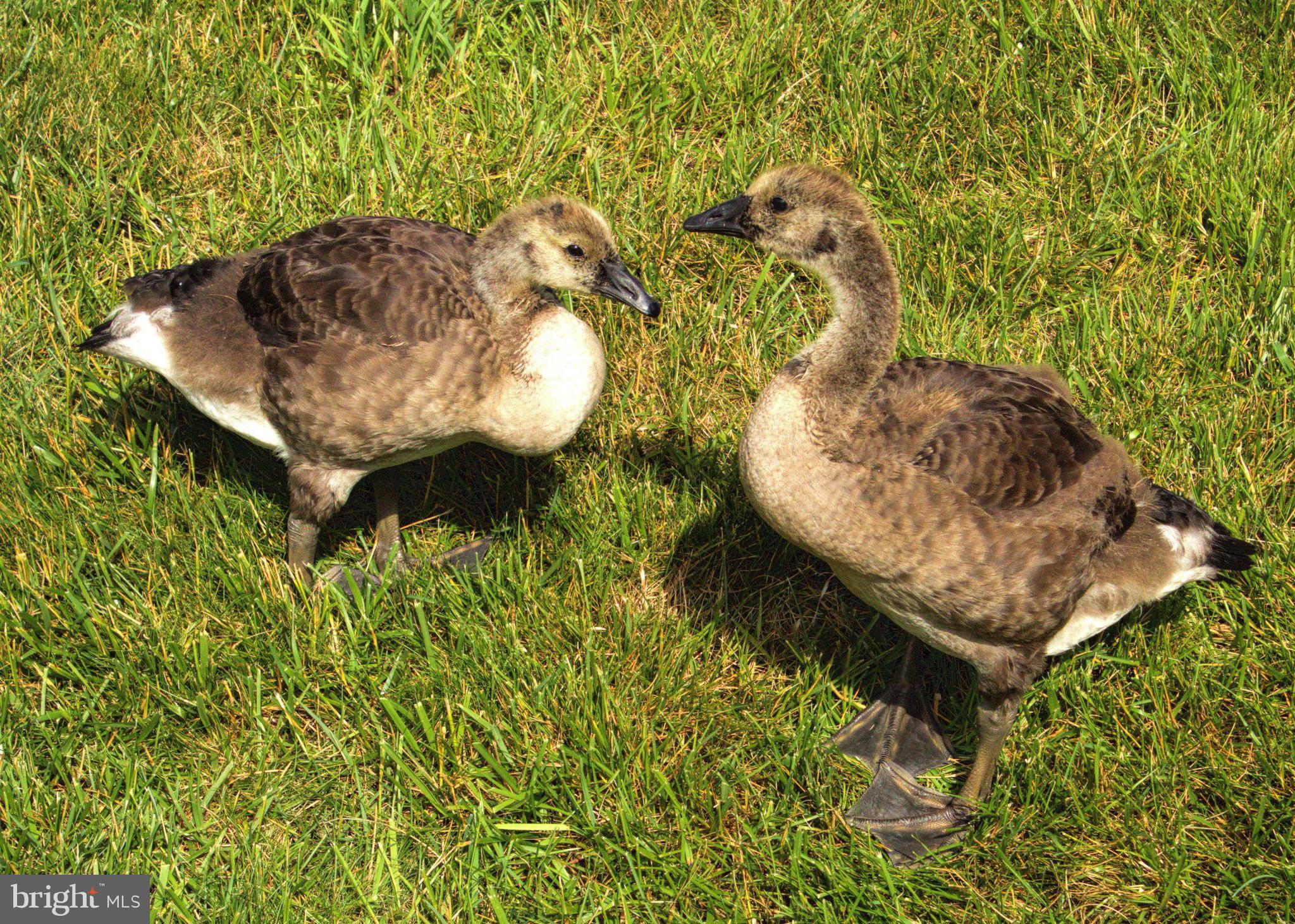 Real estate listing preview #33