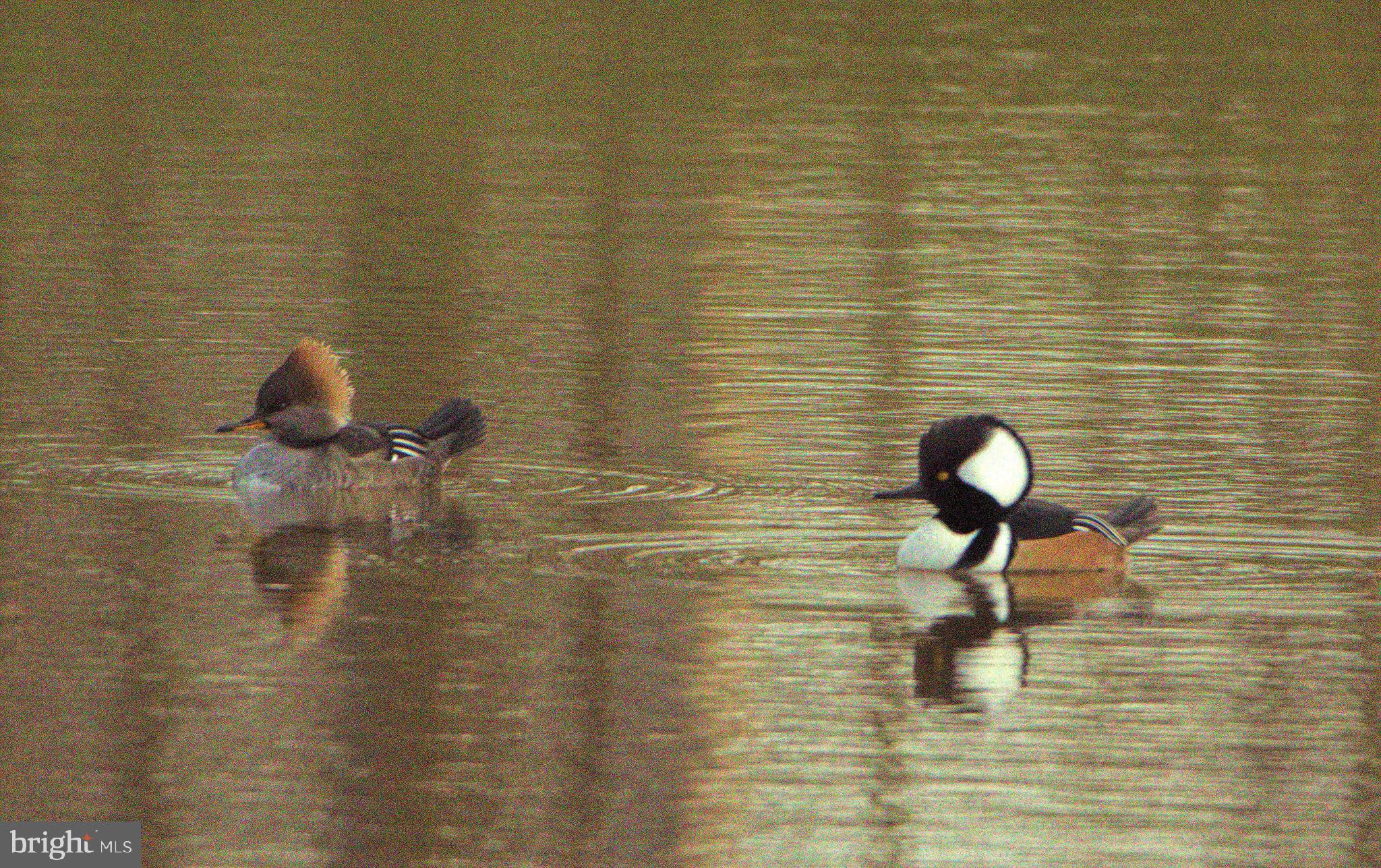 Real estate listing preview #39