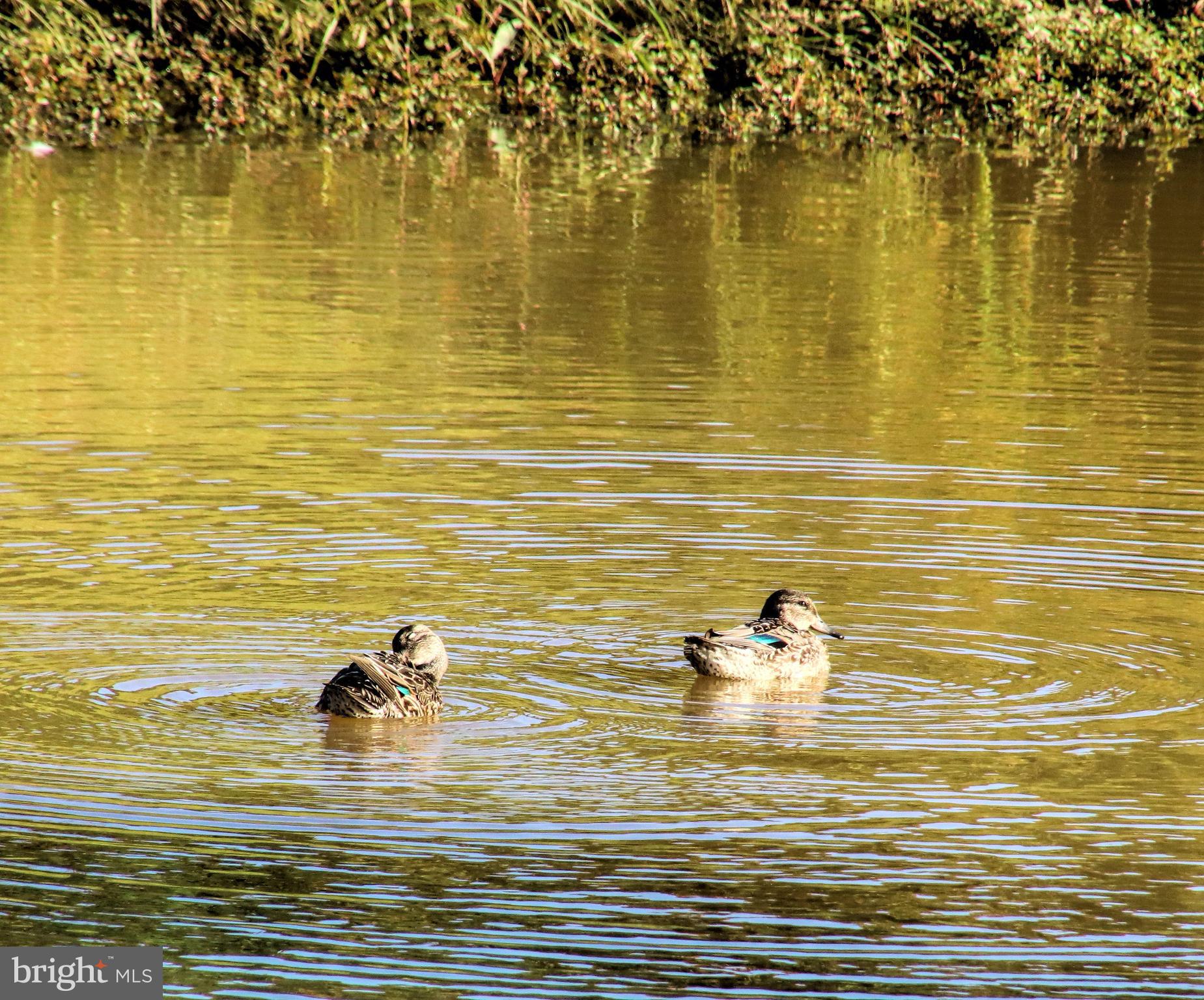 Real estate listing preview #43