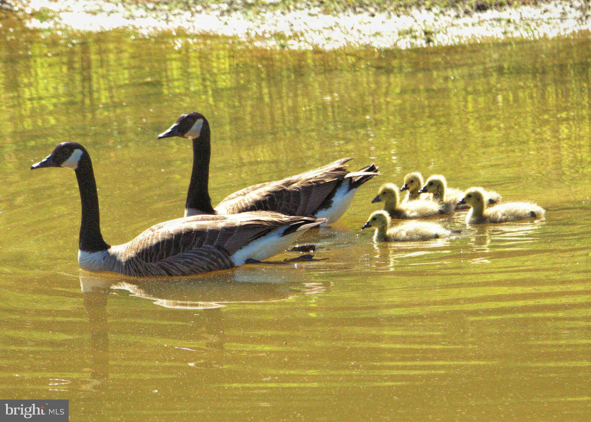 Real estate listing preview #44