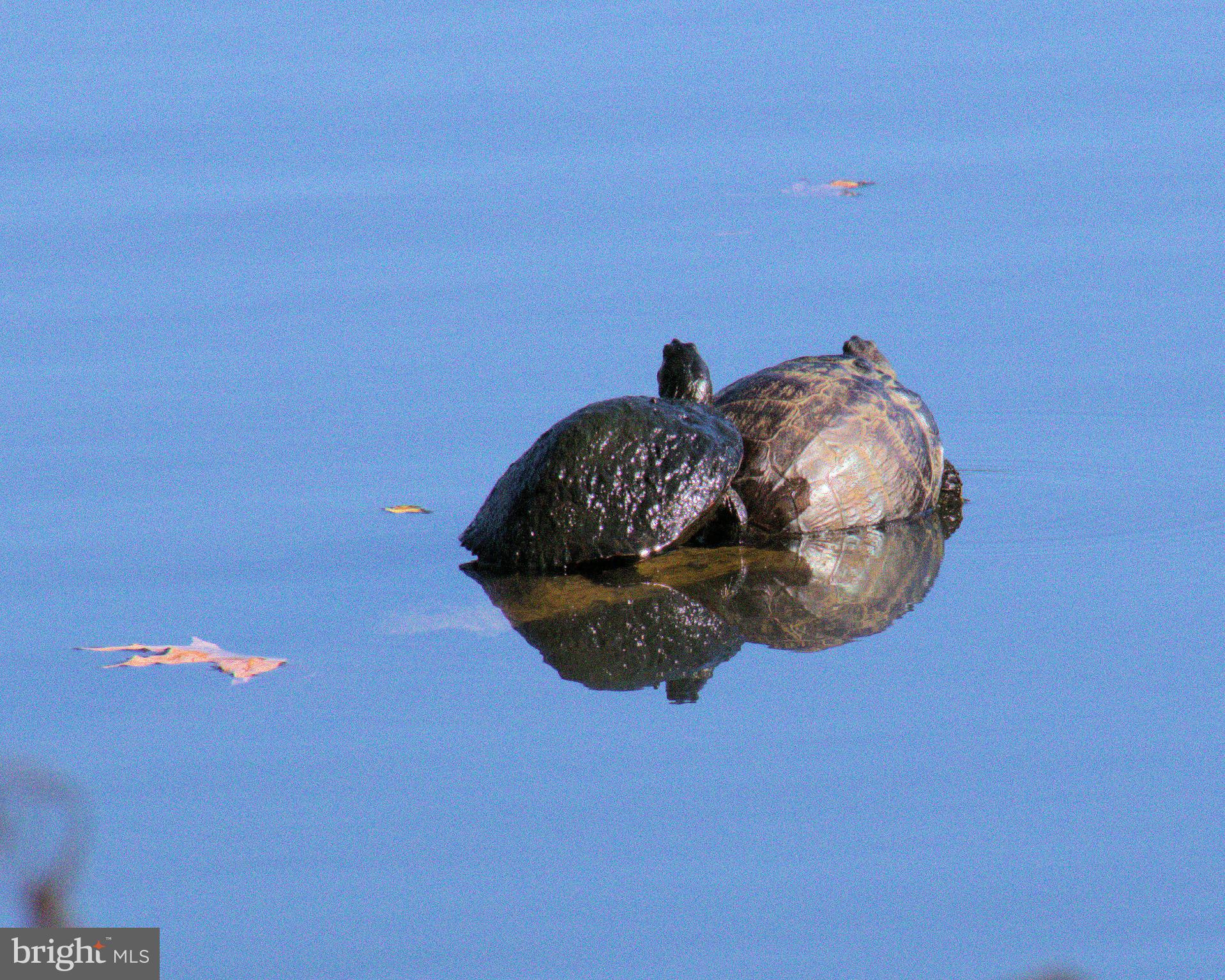 Real estate listing preview #46