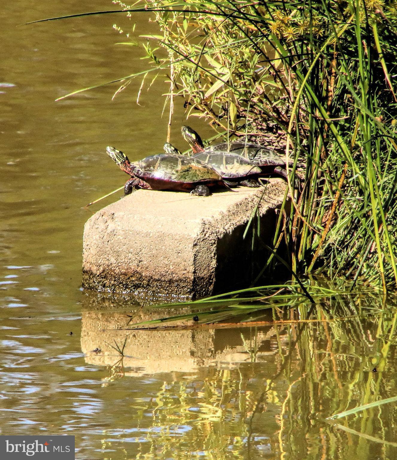 Real estate listing preview #50