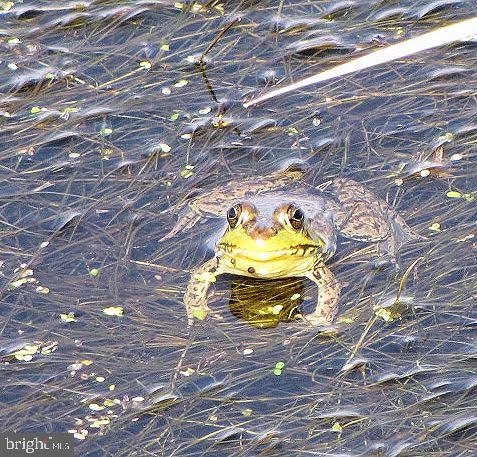 Real estate listing preview #52