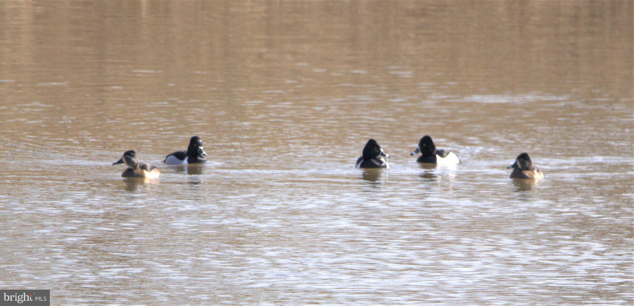 Real estate listing preview #32