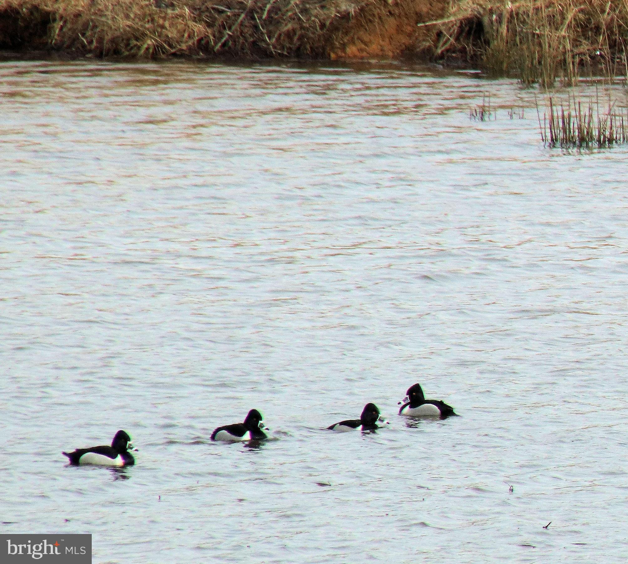 Real estate listing preview #37