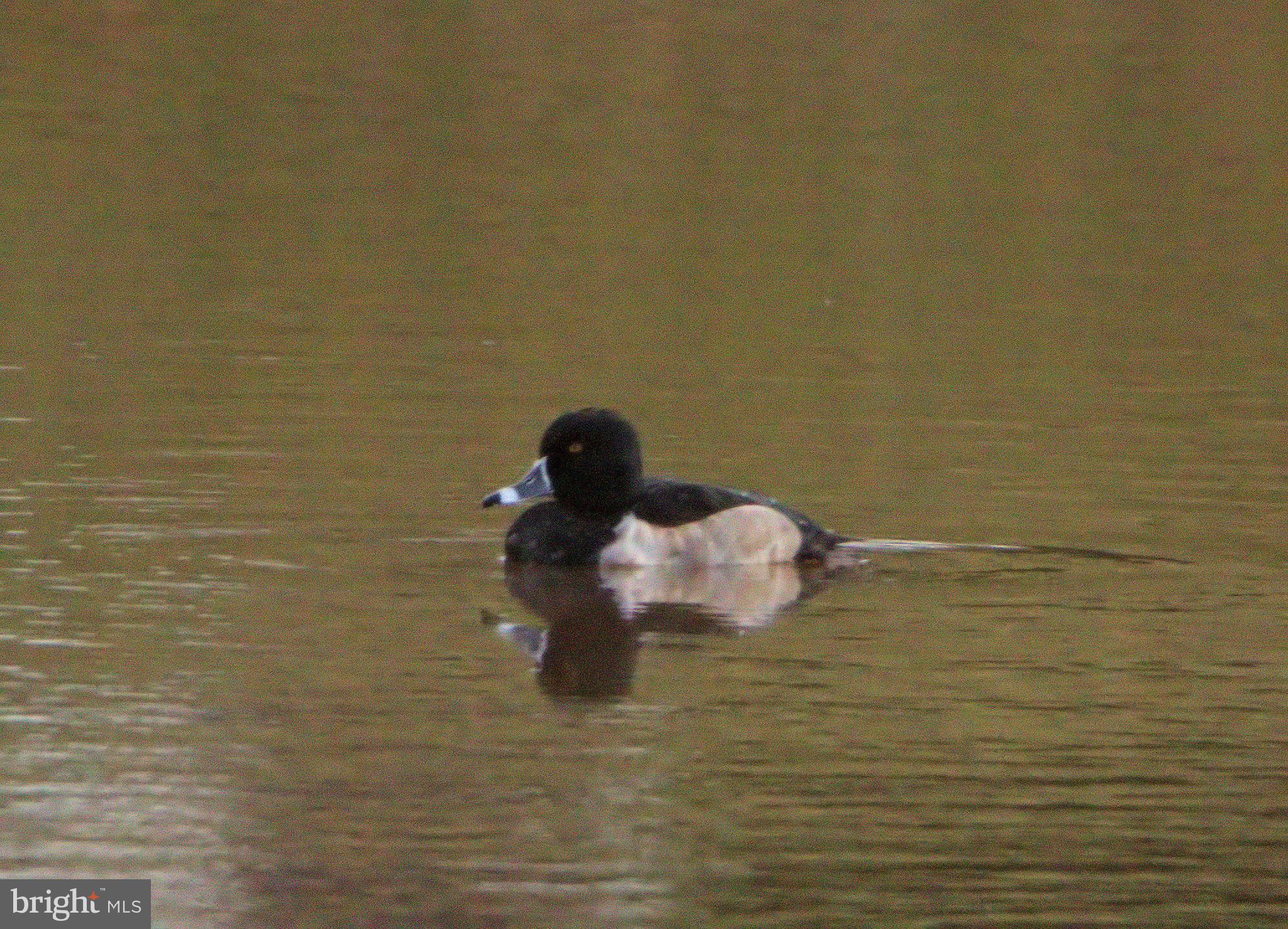 Real estate listing preview #38