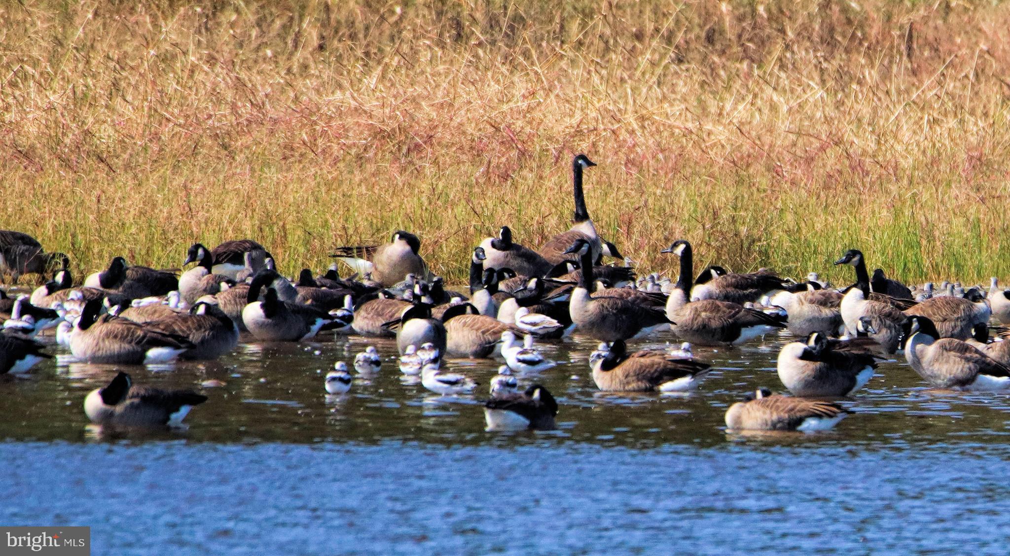 Real estate listing preview #40