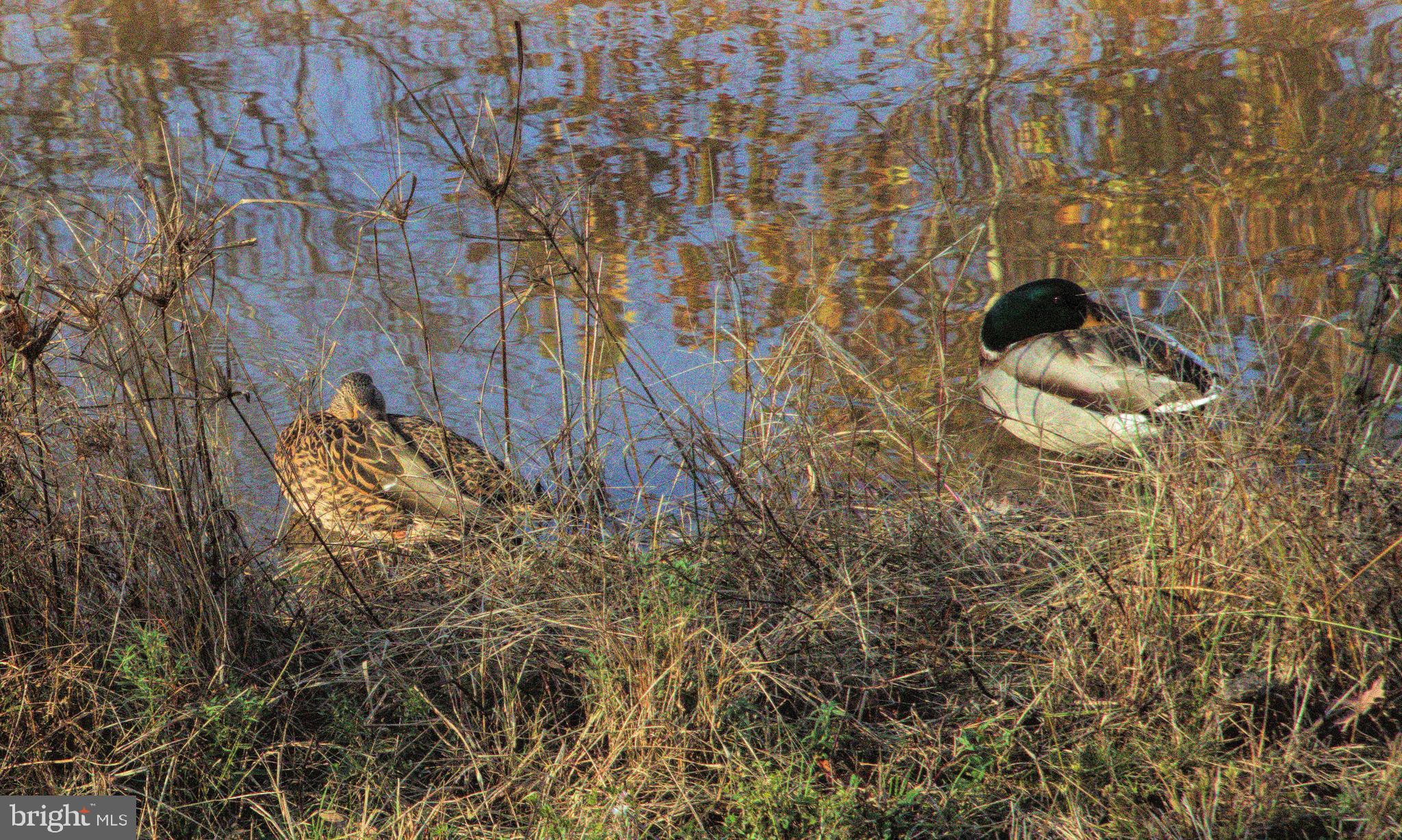 Real estate listing preview #41