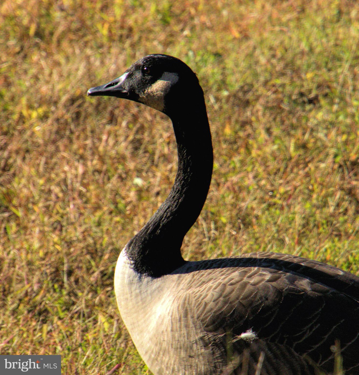 Real estate listing preview #42