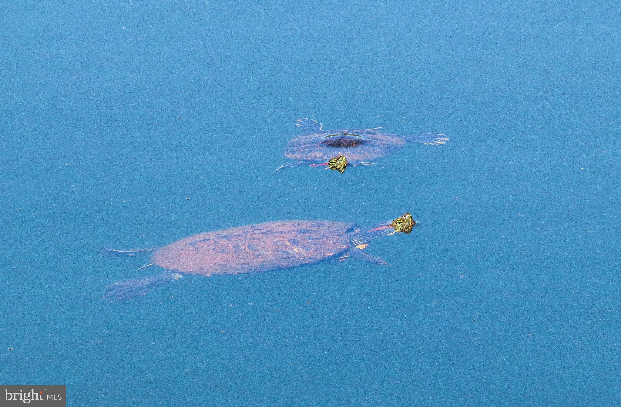 Real estate listing preview #51