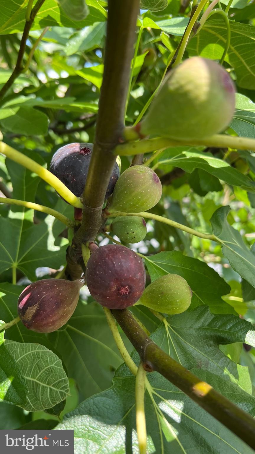 Real estate listing preview #39