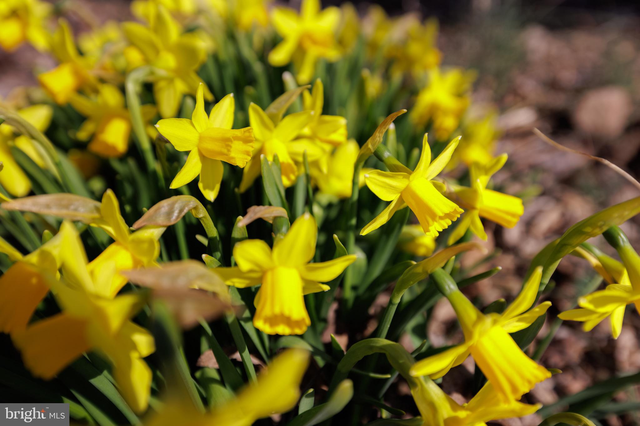 Real estate listing preview #51